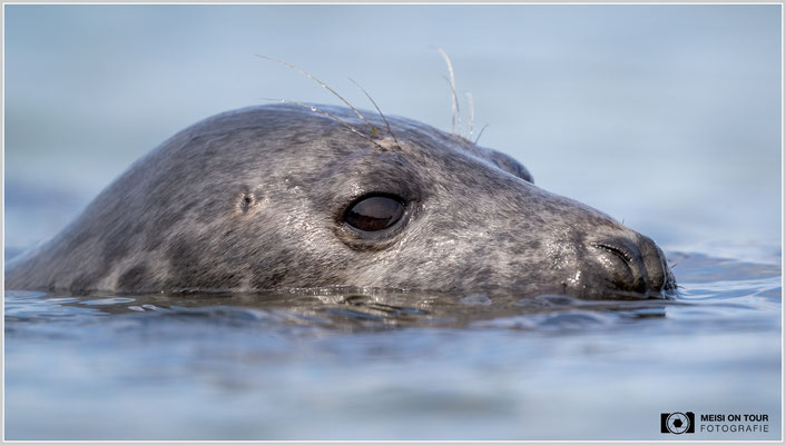 Kegelrobbe  |  Nikon Z9, NIKKOR Z 800 mm 1:6,3 VR S, ISO 1000, 1/2000s, f/6,3