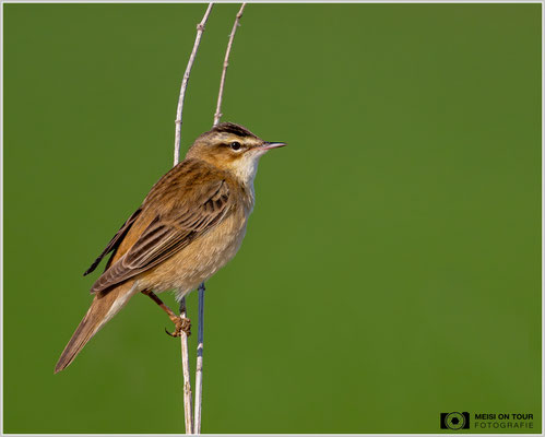 Schilfrohrsänger  |  Nikon Z8, NIKKOR Z 800 mm 1:6,3 VR S mit TC1,4x (1120 mm), ISO 1250, 1/4000s, f/9