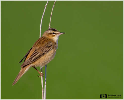 Schilfrohrsänger  |  Nikon Z8, NIKKOR Z 800 mm 1:6,3 VR S mit TC1,4x (1120 mm), ISO 1250, 1/4000s, f/9