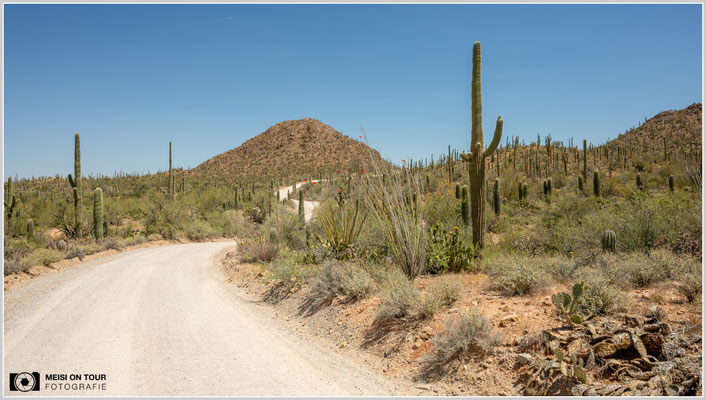 Saguaro NP | Nikon Z8, NIKKOR Z 24-120 mm 1:4 S (24 mm), ISO 100, 1/125, f/16