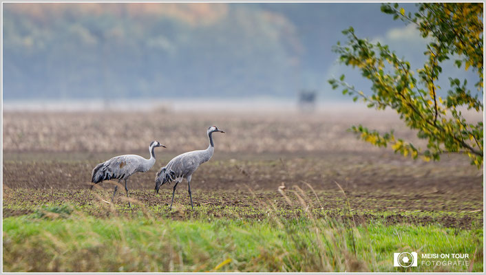 Grauer Kranich  |  Canon EOS-5D Mark IV, EF 300 f/2,8 L IS II USM mit Telekonverter 2x III (600 mm), ISO 640, 1/640s, f/6,3, Stativ