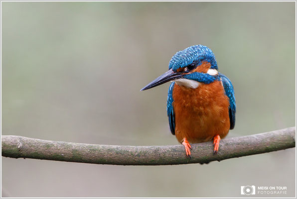 Eisvogel  |  Canon EOS-5D Mark IV, EF 300 f/2,8 L IS II USM, ISO 1250, 1/1250s, f/5,6, Einbeinstativ