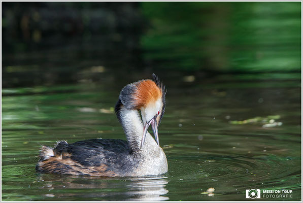 Haubentaucher  |  Canon EOS-5D Mark IV, EF 300 f/2,8 L IS II USM mit Telekonverter 2x III (600 mm), ISO 800, 1/1250s, f/6,3, Einbeinstativ