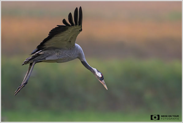 Grauer Kranich  |  Nikon Z9, NIKKOR Z 800 mm 1:6,3 VR S mit TC1,4x (1120 mm), ISO 5600, 1/1600s, f/9