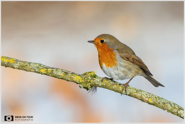 Rotkehlchen  |  Canon EOS R6, EF 300 f/2,8 L IS II USM mit Telekonverter 2x (600 mm), ISO 1600, 1/6400s, f/7,1, Stativ