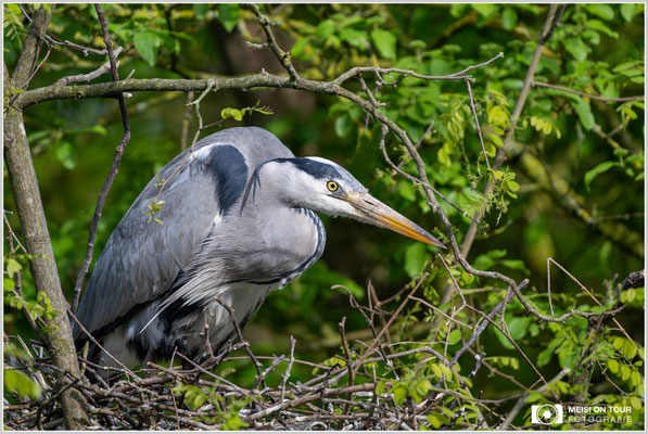 Graureiher  |  Nikon Z8, NIKKOR Z 800 mm 1:6,3 VR S mit TC1,4x (1120 mm), ISO 900, 1/1250s, f/9