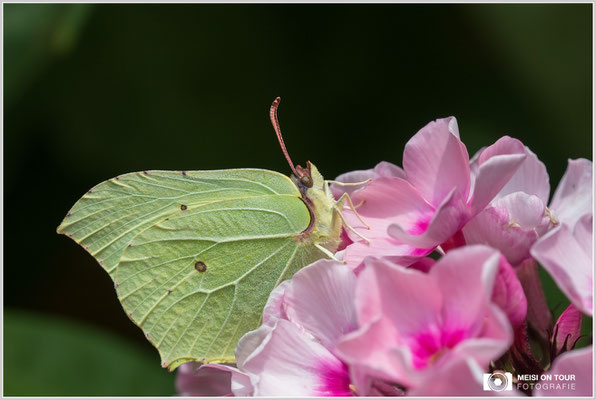 Zitronenfalter  |  Canon EOS-5D Mark IV, Sigma 150 f/2,8 Makro DG OS HSM mit Telekonverter 1,4x III (210 mm), ISO 640, 1/640s, f/9, Einbeinstativ