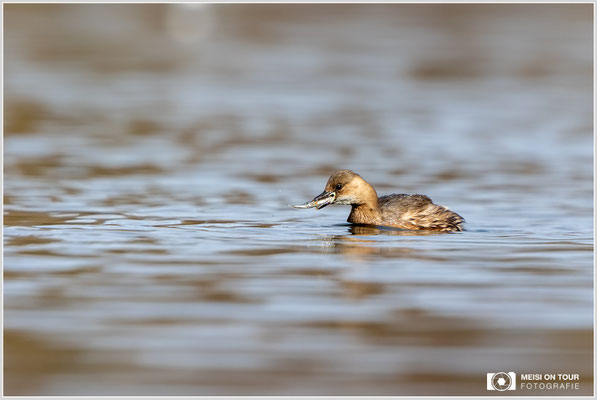 Zwergtaucher  |  Canon EOS R6, EF 300 f/2,8 L IS II USM mit Telekonverter 2x (600 mm), ISO 800, 1/2000s, f/7,1