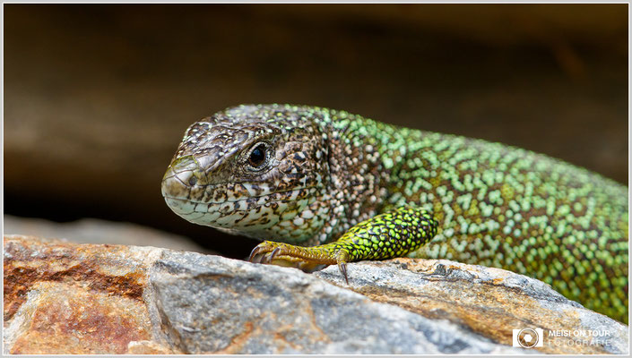 Smaragdeidechse  |  Canon EOS-7D Mark II, EF 300 f/2,8 L IS II USM mit Telekonverter 2x III (600 mm), ISO 400, 1/800s, f/7,1, Einbeinstativ