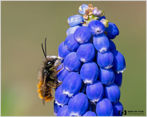 Gehörnte Mauerbiene an Traubenhyazinthe  |  Nikon Z8, Sony FE 70-200mm F4 Macro G OSS II mit Sony Konverter 1,4 (280mm), ISO 1800, 1/2000s, f/8