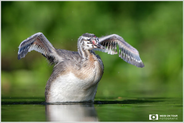 Haubentaucher  |  Canon EOS-5D Mark IV, EF 300 f/2,8 L IS II USM mit Telekonverter 2x (600 mm), ISO 800, 1/1250s, f/6,3, Reissack, Winkelsucher