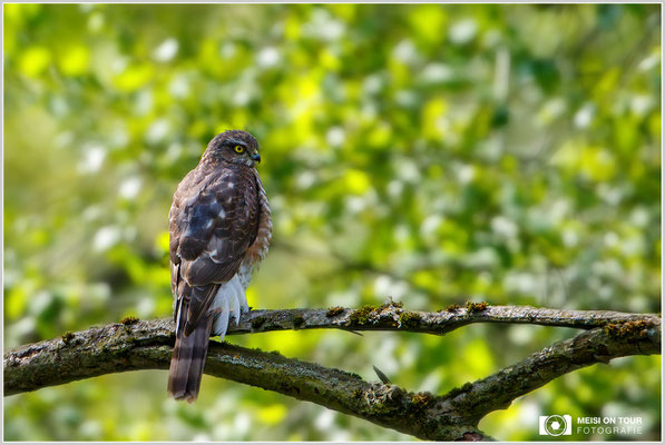 Sperber  |  Canon EOS-7D Mark II, EF 300 f/2,8 L IS II USM mit Telekonverter 2x III (600 mm), ISO 320, 1/800s, f/6,3, Stativ