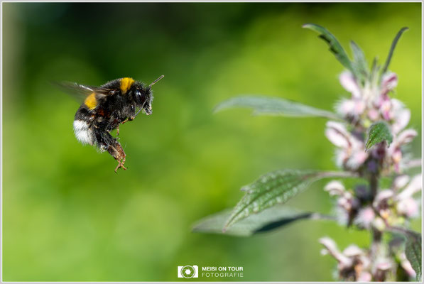 Dunkle Erdhummel im Anflug an Echtem Herzgespann |  Nikon Z9, NIKKOR Z MC 105 1:2,8 VR S, ISO 1400, 1/1600s, f/10