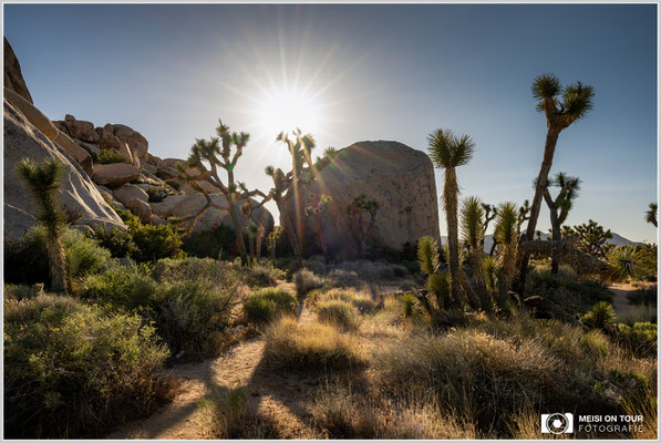 Joshua Tree NP | Nikon Z8, NIKKOR Z 24-120 mm 1:4 S (24 mm), ISO 100, 1/80, f/16