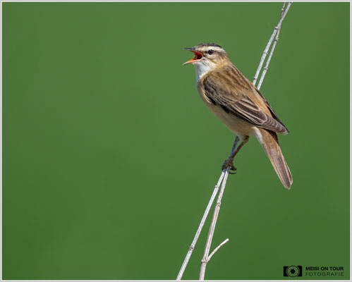 Schilfrohrsänger  |  Nikon Z8, NIKKOR Z 800 mm 1:6,3 VR S mit TC1,4x (1120 mm), ISO 1250, 1/3200s, f/9