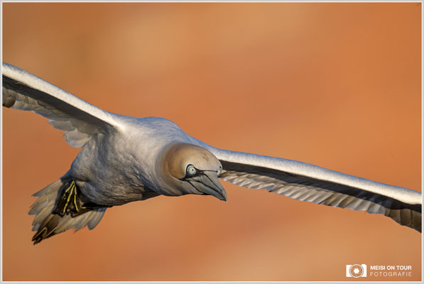 Basstölpel  |  Nikon Z9, NIKKOR Z 800 mm 1:6,3 VR S mit TC1,4x (1120 mm), ISO 400, 1/1000s, f/11