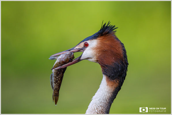 Haubentaucher  |  Canon EOS-5D Mark IV, EF 300 f/2,8 L IS II USM mit Telekonverter 2x (600 mm), ISO 800, 1/640s, f/6,3, Reissack, Winkelsucher