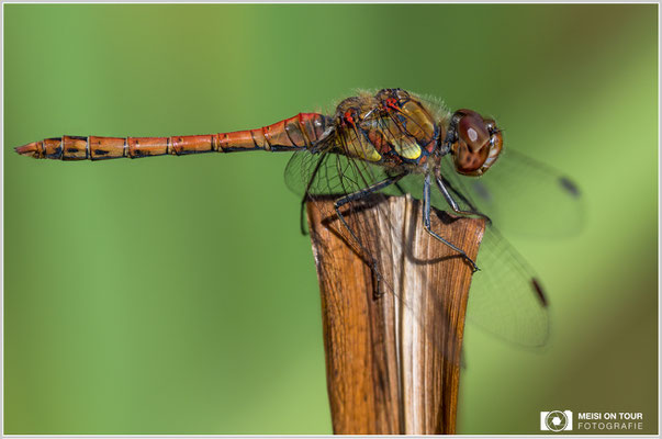 Große Heidelibelle  |  Nikon Z9, NIKKOR Z 100–400 mm 1:4,5–5,6 VR S mit TC1,4x (560 mm), ISO 500, 1/1000s, f/10
