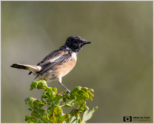 Schwarzkehlchen  |  Nikon Z9, NIKKOR Z 800 mm 1:6,3 VR S mit TC2,0x (1600 mm), ISO 2500, 1/1250s, f/13