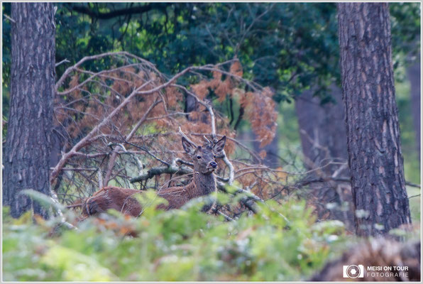 Rothirsch  |  Canon EOS-5D Mark IV, EF 300 f/2,8 L IS II USM mit Telekonverter 2x III (600 mm), ISO 1250, 1/800s, f/6,3, Einbeinstativ
