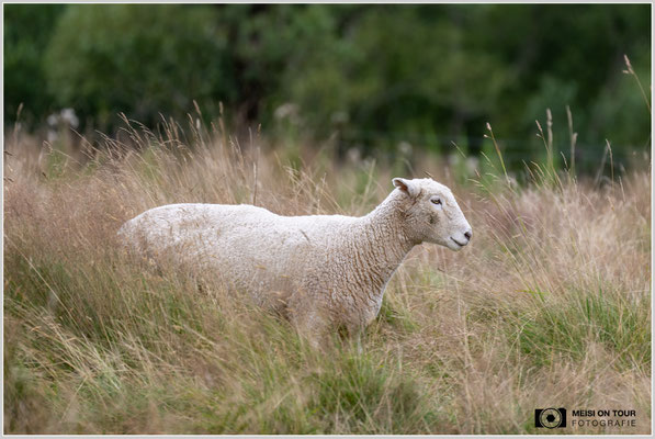 Schaf  |  Nikon Z9, NIKKOR Z 100–400 mm 1:4,5–5,6 VR S (400 mm), ISO 220, 1/250s, f/5,6