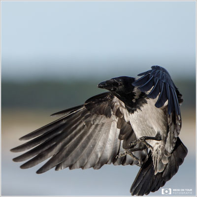 Nebelkrähe  |  Canon EOS-5D Mark IV, EF 300 f/2,8 L IS II USM mit Telekonverter 2x III (600 mm), ISO 640, 1/3200s, f/5,6, Reissack