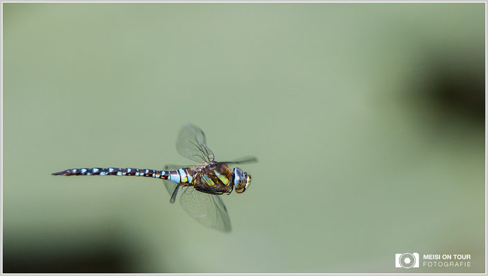 Herbst-Mosaikjungfer  |  Canon EOS-5D Mark IV, EF 300 f/2,8 L IS II USM mit Telekonverter 2x III (600 mm), ISO 640, 1/2000s, f/5,6, Einbeinstativ