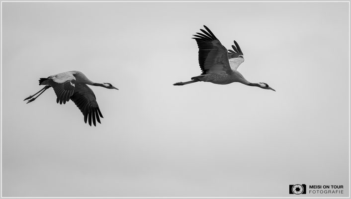 Graue Kraniche in Schwarz-weiß |  Nikon Z9, NIKKOR Z 800 mm 1:6,3 VR S, ISO 2500, 1/2000s, f/7,1