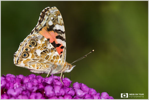 Distelfalter  |  Canon EOS-5D Mark IV, Sigma 150 f/2,8 Makro DG OS HSM mit Telekonverter 1,4x III (210 mm), ISO 250, 1/800s, f/8, Einbeinstativ