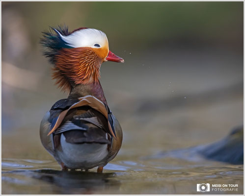 Mandarinente  |  Canon EOS R6, EF 300 f/2,8 L IS II USM mit Telekonverter 2x (600 mm), ISO 1600, 1/3200s, f/6,3