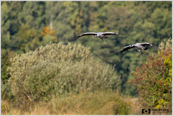 Kraniche beim morgentlichen Anflug zu den Futterplätzen  |  Nikon Z9, NIKKOR Z 800 mm 1:6,3 VR S, ISO 400, 1/1000s, f/6,3