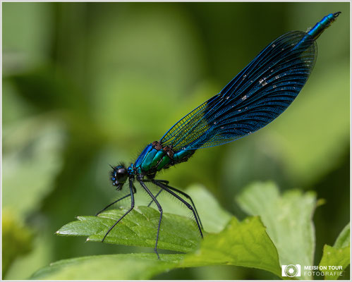 Gebänderte Prachtlibelle  |  Canon EOS R6, Sigma 150 f/2,8 Makro DG OS HSM mit Telekonverter 1,4x III (210 mm), ISO 800, 1/125s, f/10