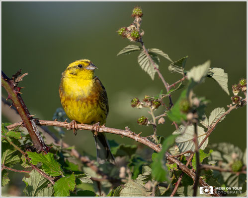 Goldammer  |  Nikon Z9, NIKKOR Z 800 mm 1:6,3 VR S mit TC1,4x (1120 mm), ISO 1000, 1/2500s, f/9
