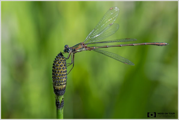 Weidenjungfer |  Nikon Z8, NIKKOR Z MC 105 1:2,8 VR S, ISO 800, 1/640s, f/13