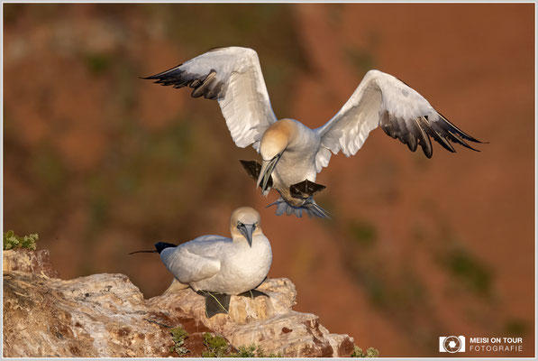 Basstölpelpaar  |  Nikon Z9, NIKKOR Z 100–400 mm 1:4,5–5,6 VR S mit TC 1,4 (560 mm), ISO 900, 1/3200s, f/8