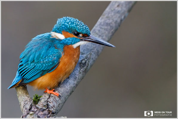 Eisvogel  |  Canon EOS-5D Mark IV, EF 300 f/2,8 L IS II USM mit Telekonverter 2x III (600 mm), ISO 1250, 1/1600s, f/6,3, Einbeinstativ