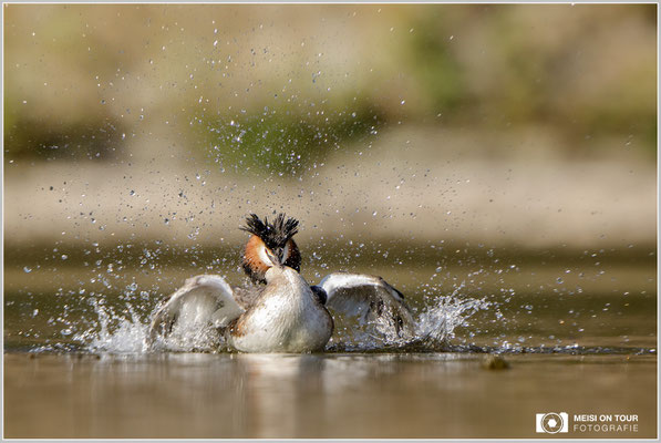 Haubentaucher  |  Canon EOS-5D Mark IV, EF 300 f/2,8 L IS II USM mit Telekonverter 2x (600 mm), ISO 800, 1/1600s, f/6,3, Reissack, Winkelsucher