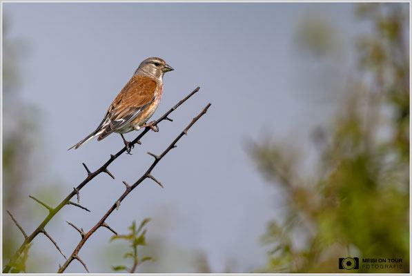 Bluthänfling  |  Nikon Z9, NIKKOR Z 800 mm 1:6,3 VR S mit TC1,4x (1120 mm), ISO 400, 1/2500s, f/9