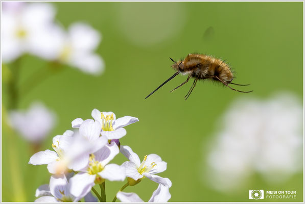 Wollschweber  |  Canon EOS R6, Sigma 150 f/2,8 Makro DG OS HSM mit Telekonverter 1,4x III (210 mm), ISO 800, 1/800s, f/8