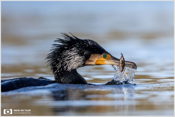 Kormoran  |  Canon EOS R6, EF 300 f/2,8 L IS II USM mit Telekonverter 2x (600 mm), ISO 800, 1/3200s, f/7,1