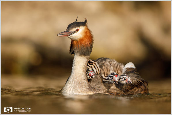 Haubentaucher  |  Canon EOS-5D Mark IV, EF 300 f/2,8 L IS II USM mit Telekonverter 2x (600 mm), ISO 800, 1/2000s, f/6,3, Reissack, Winkelsucher