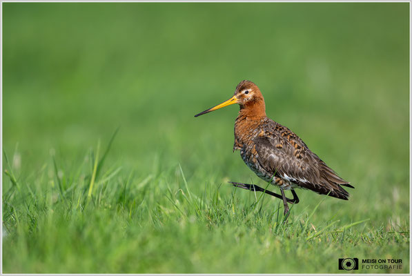 Uferschnepfe  |  Nikon Z9, NIKKOR Z 800 mm 1:6,3 VR S, ISO 900, 1/4000s, f/6,3