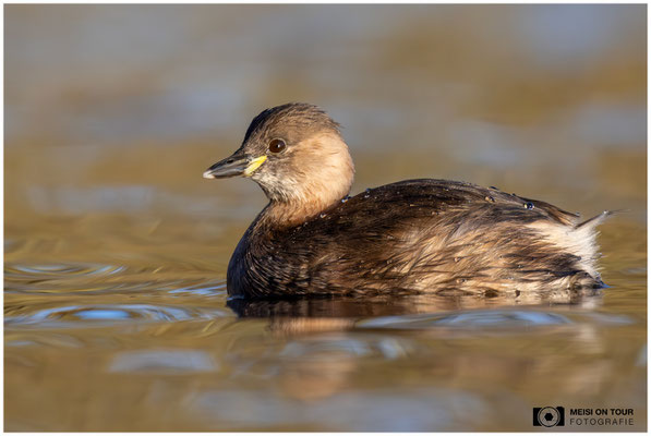 Zwergtaucher  |  Nikon Z9, NIKKOR Z 800 mm 1:6,3 VR S mit TC1,4x (1120 mm), ISO 2800, 1/2000s, f/9