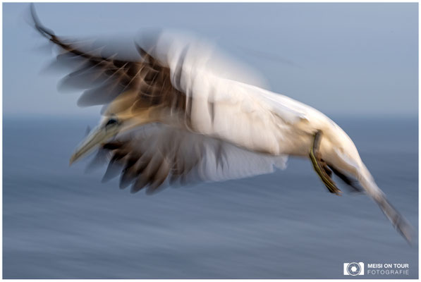 Basstölpel - Helgolandlandreise  |  Nikon Z9, NIKKOR Z 100–400 mm 1:4,5–5,6 VR S (125 mm), ISO 100, 1/30s, f/20