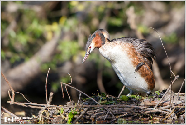 Haubentaucher  |  Canon EOS-6D, Canon EF 300 f/2,8L IS II  USM mit Telekonverter 2x III (600 mm), ISO 500, 1/1000s, f/5,6, Reissack, Winkelsucher