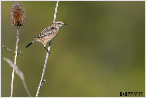 Schwarzkehlchen Weibchen  |  Nikon Z9, NIKKOR Z 800 mm 1:6,3 VR S mit TC2,0x (1600 mm), ISO 1800, 1/1600s, f/13