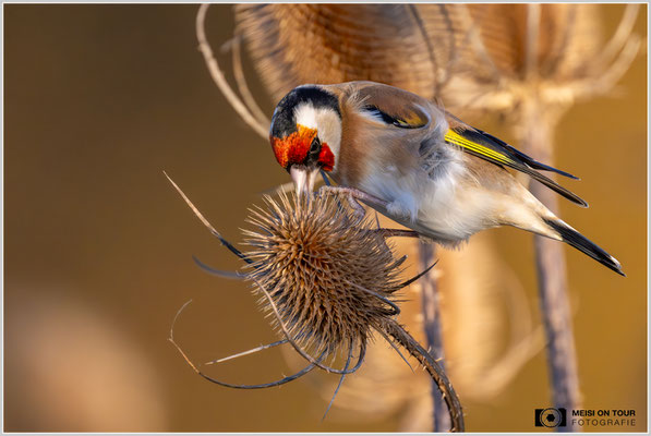 Stieglitz an Weber-Karde  |  Nikon Z9, NIKKOR Z 800 mm 1:6,3 VR S mit TC1,4x (1120 mm), ISO 4500, 1/3200s, f/9