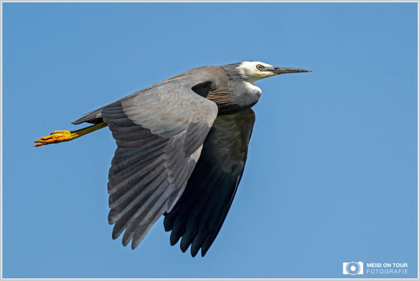Weißwangenreiher bei Okarito-Bootstour  |  Nikon Z9, NIKKOR Z 100–400 mm 1:4,5–5,6 VR S mit TC2,0x (800 mm), ISO 800, 1/1600s, f/11