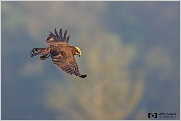 Rohrweihe  |  Nikon Z9, NIKKOR Z 800 mm 1:6,3 VR S mit TC1,4x (1120 mm), ISO 2200, 1/2000s, f/9