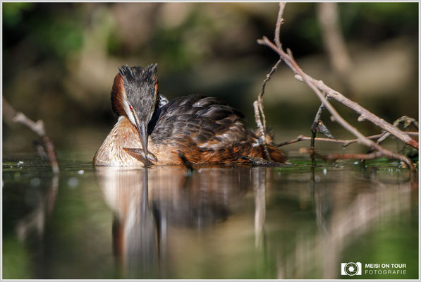 Haubentaucher  |  Canon EOS-5D Mark IV, EF 300 f/2,8 L IS II USM mit Telekonverter 2x (600 mm), ISO 800, 1/2000s, f/6,3, Reissack, Winkelsucher